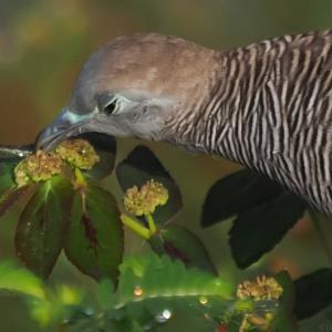 Zebra dove