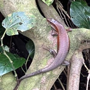 Lizard - skink