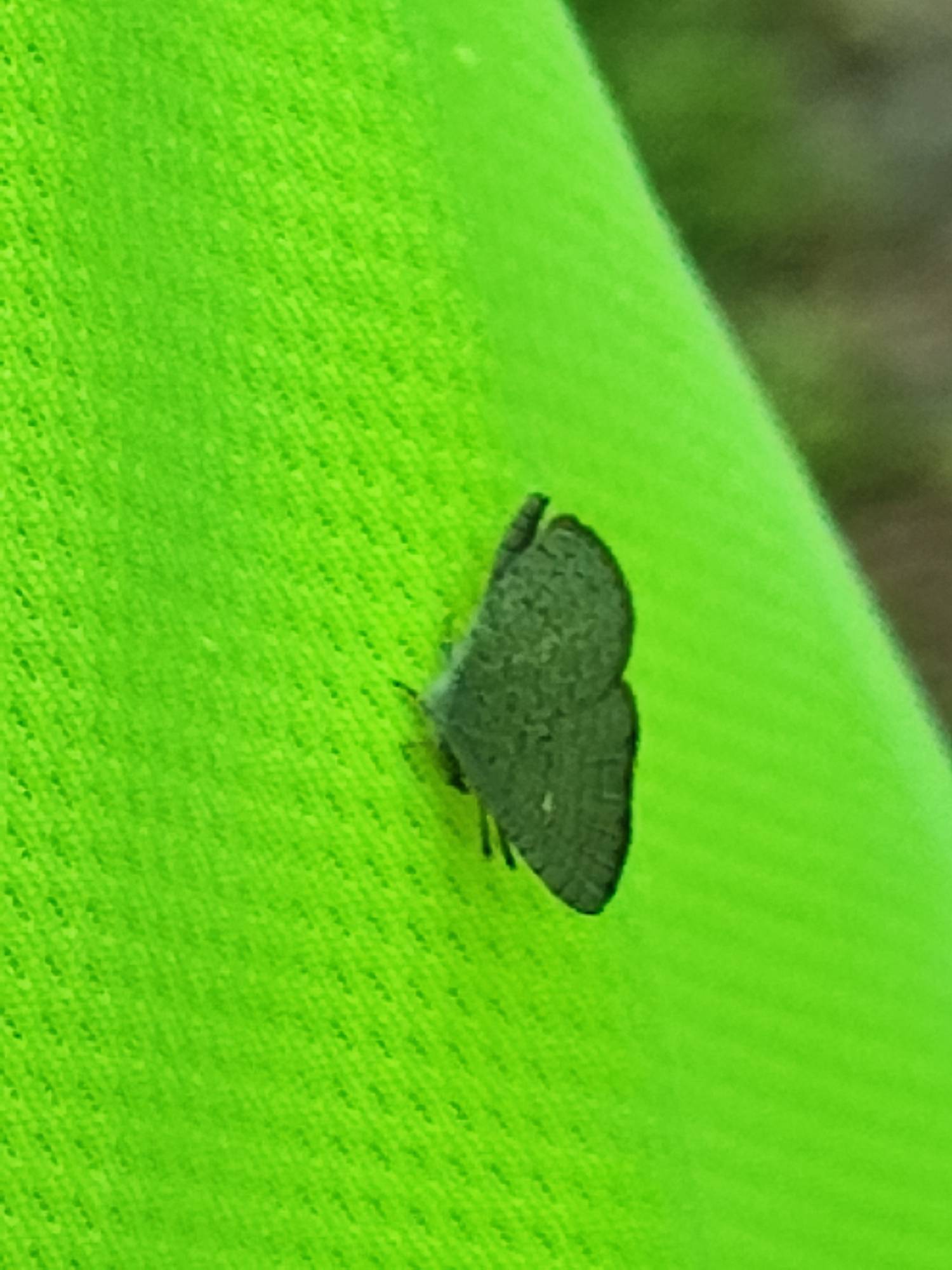 Very small butterfly1 