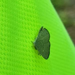 Very small butterfly1 