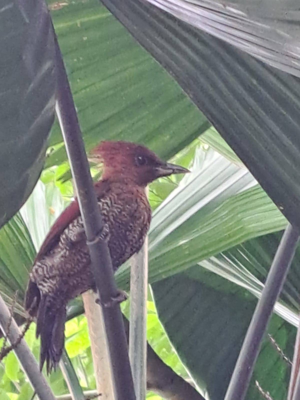 Banded woodpecker