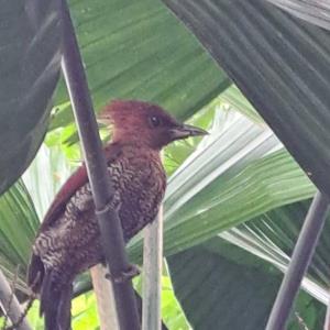 Banded woodpecker