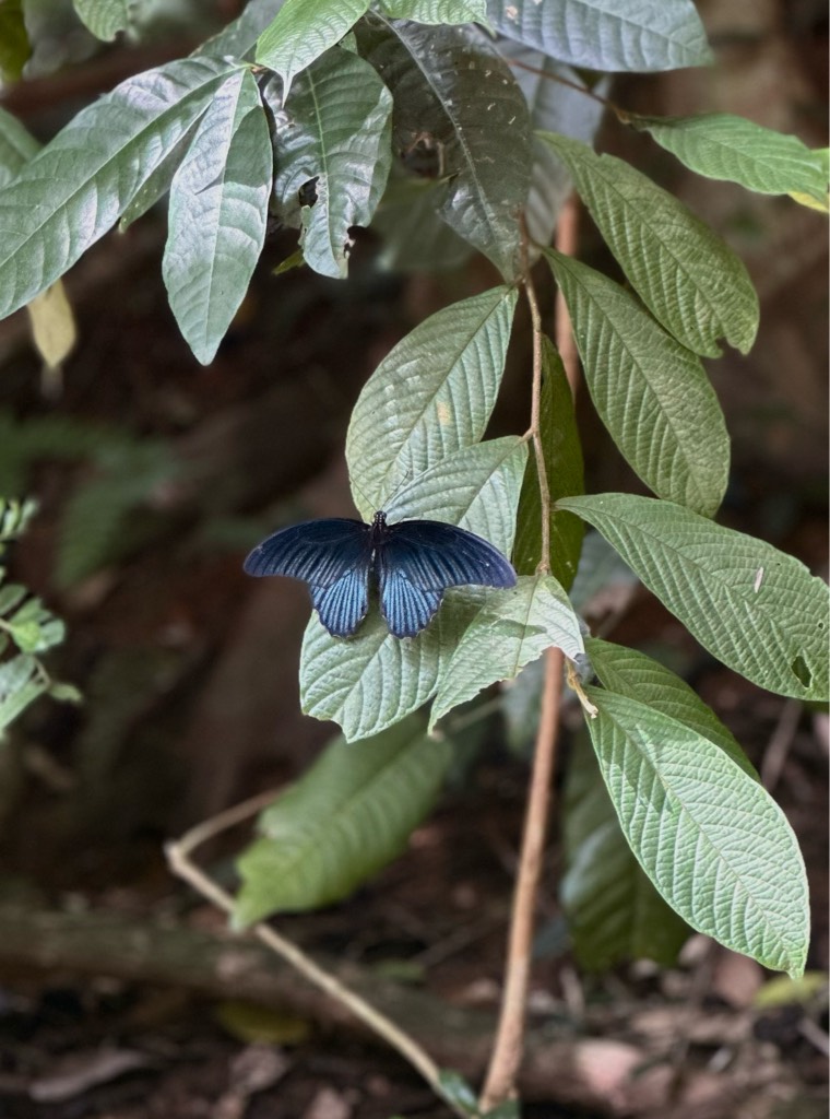 Great mormon (swallowtail butterfly, papilionidae family)