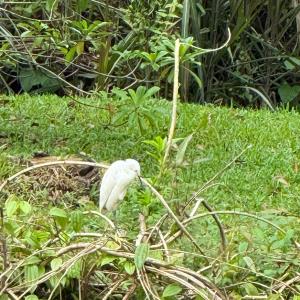 Little egret