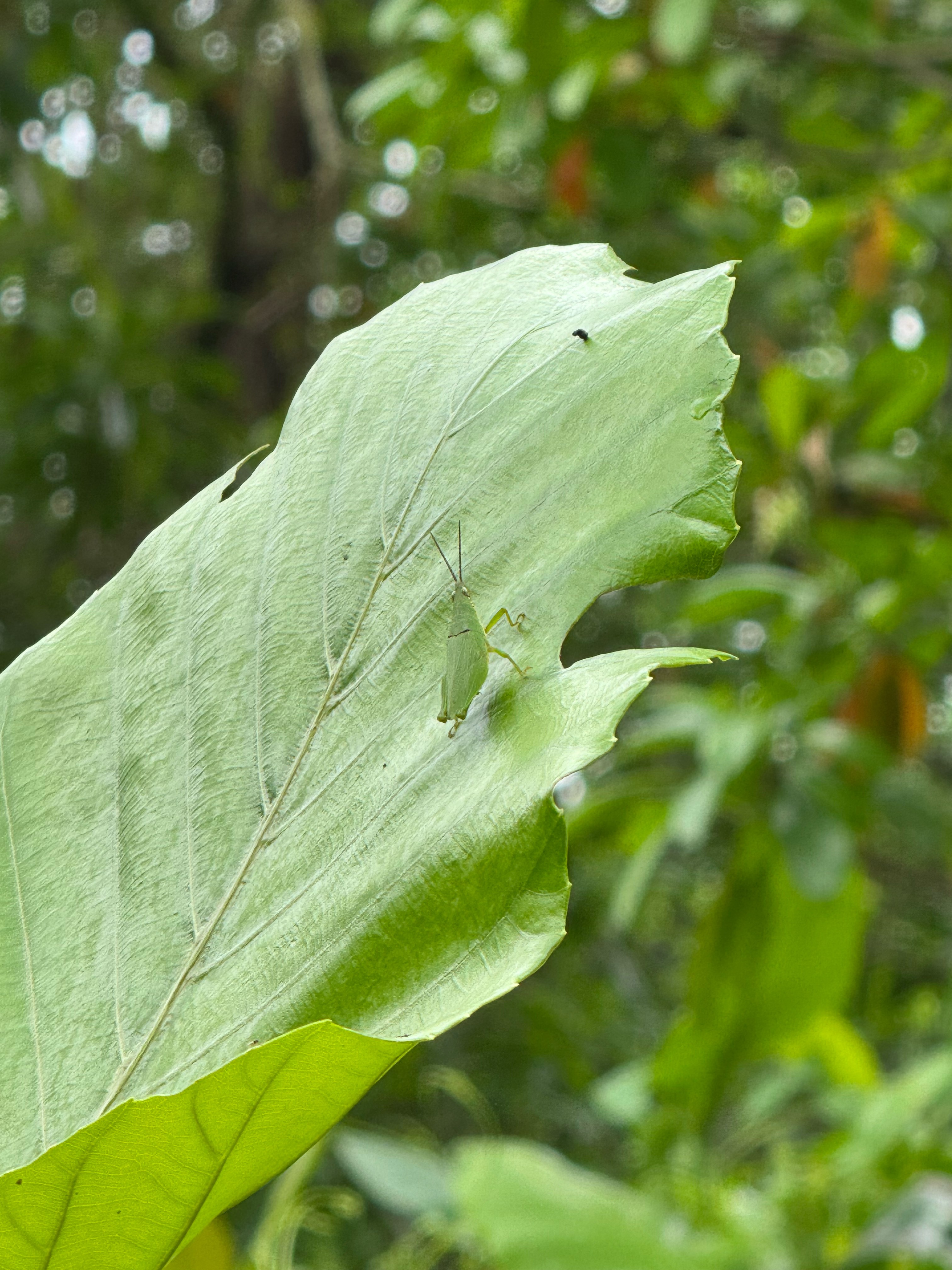 Leaf hopper