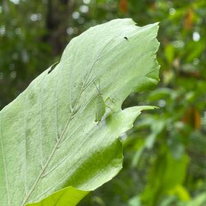 Leaf hopper