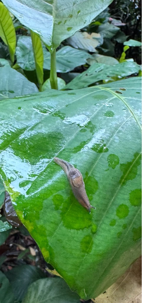 Slug