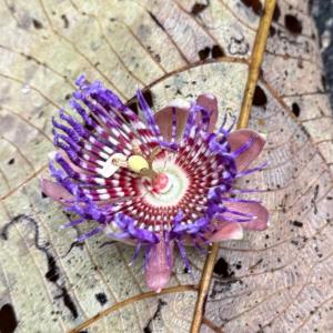 Passion fruit flower