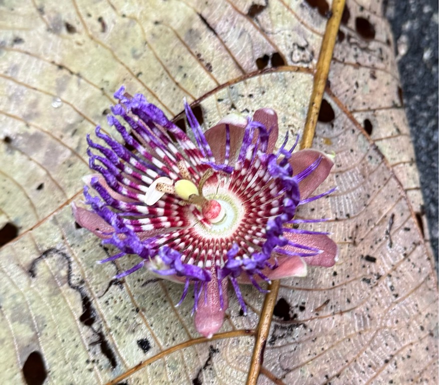 Passion fruit flower