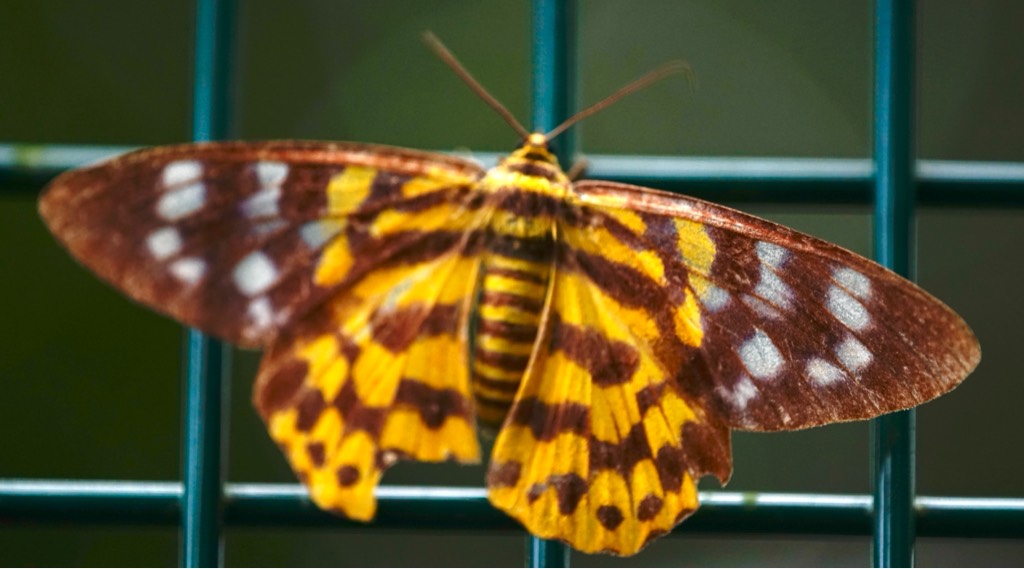 Dysphania subrepleta, the false tiger moth