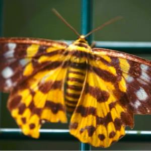 Dysphania subrepleta, the false tiger moth