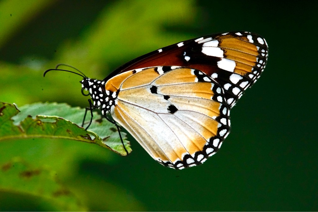 The plain tiger, danaus chrysippus chrysippus 