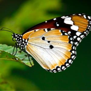 The plain tiger, danaus chrysippus chrysippus 