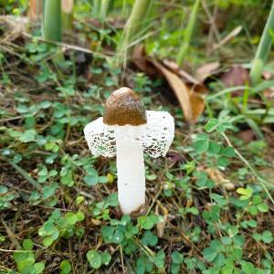 Bamboo mushroom