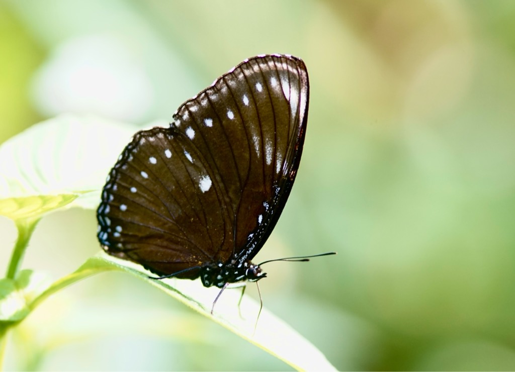 The blue spotted crow - euploea midamus singapura