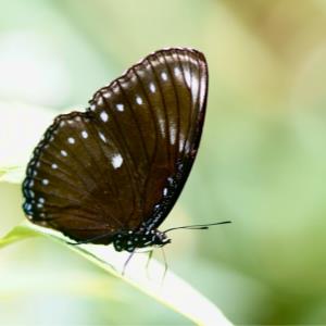 The blue spotted crow - euploea midamus singapura