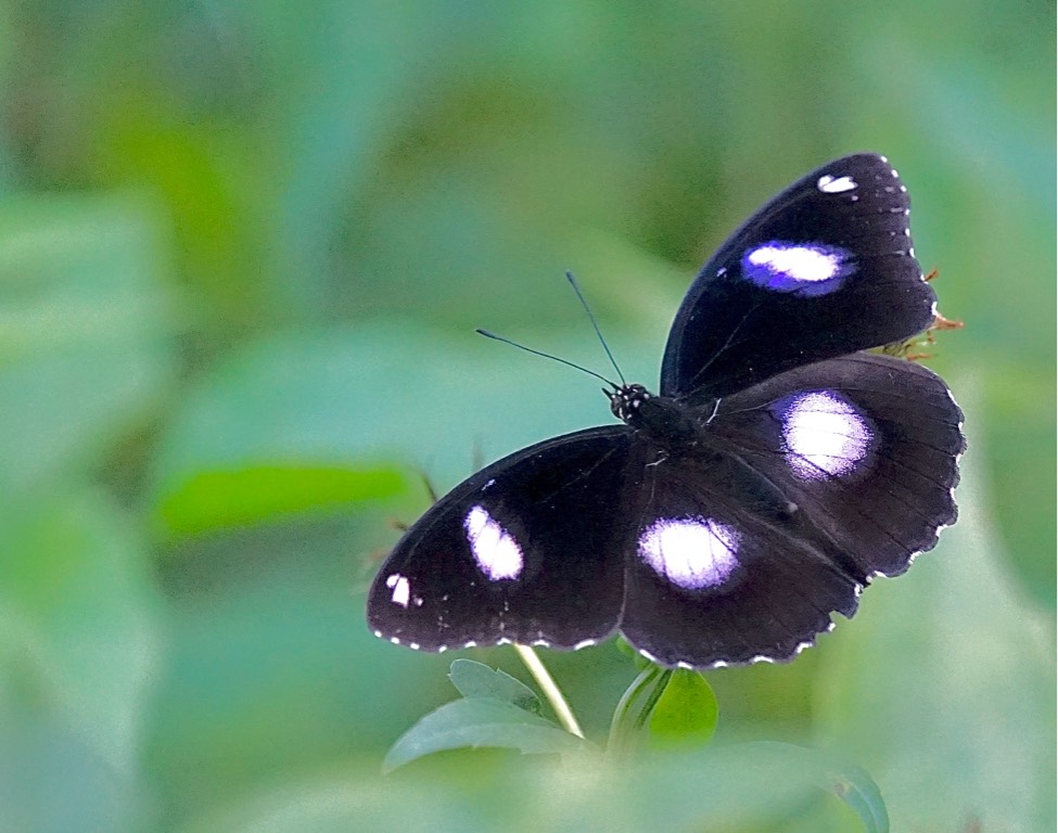 The jacintha eggfly - hypolimnas bolina jacintha 