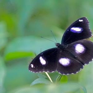 The jacintha eggfly - hypolimnas bolina jacintha 