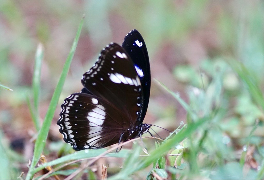 The great eggfly - hypolimnas bologna bolina 