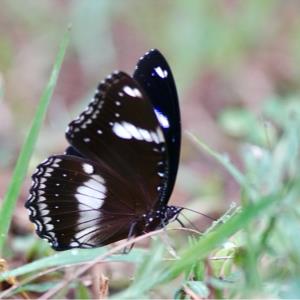 The great eggfly - hypolimnas bologna bolina 