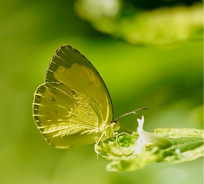 Eurema simulatrix tecmessa -   looks like the common glass yellow