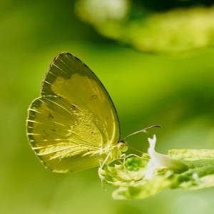 Eurema simulatrix tecmessa -   looks like the common glass yellow