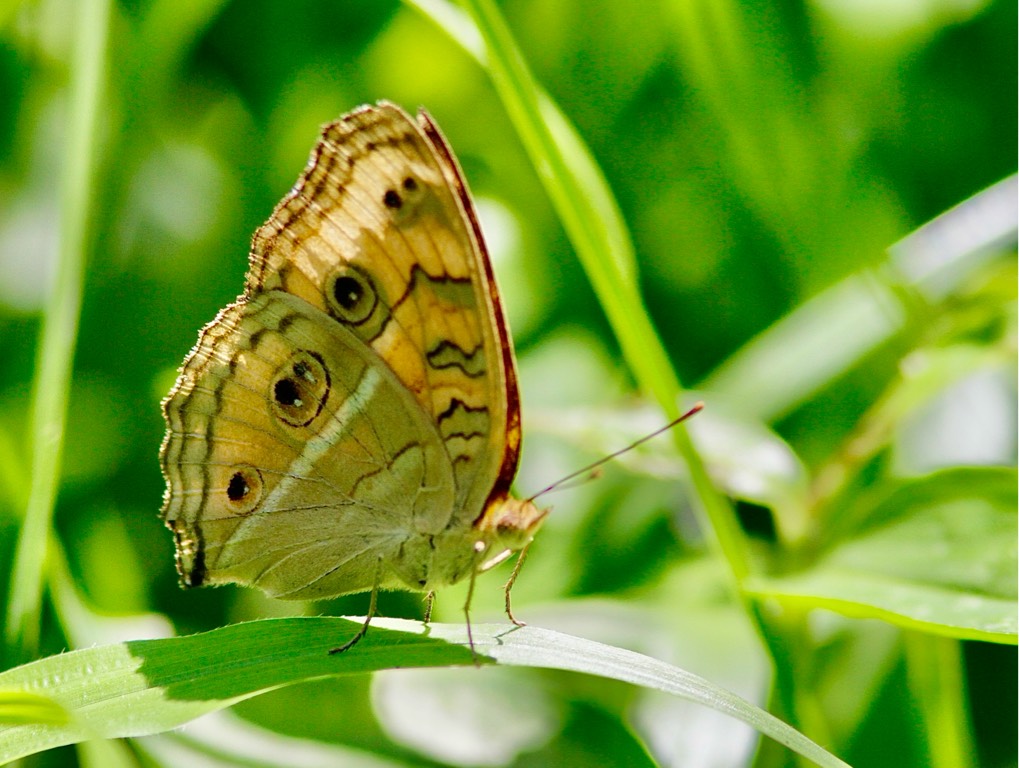 The malayan bush brown - mycalesis fisca fusca