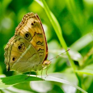 The malayan bush brown - mycalesis fisca fusca