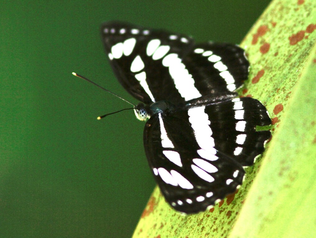 The studded sergeant - athyma azura idita 