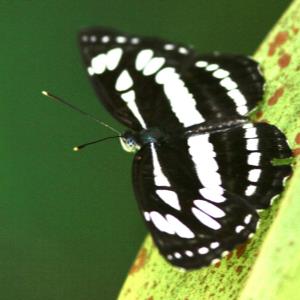 The studded sergeant - athyma azura idita 