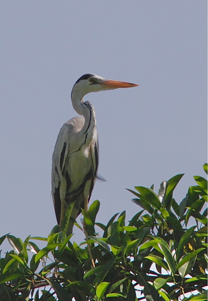 The grey heron