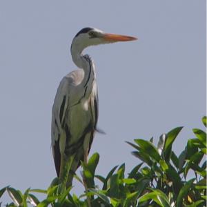 The grey heron