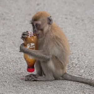 Long-tailed macaque