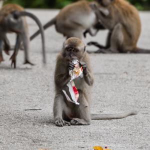 Long-tailed macaque