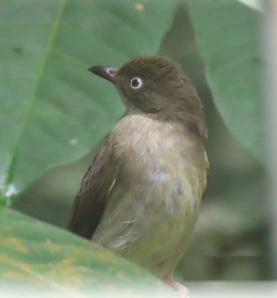 Cream vented bulbul