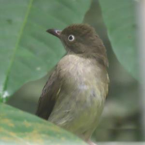 Cream vented bulbul