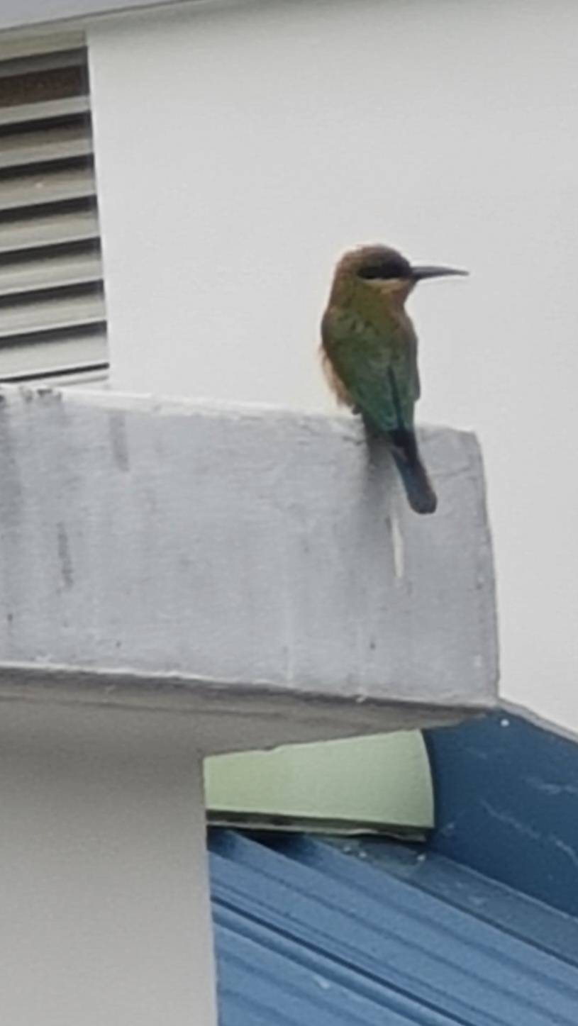 Blue-tailed bee-eater