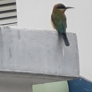 Blue-tailed bee-eater