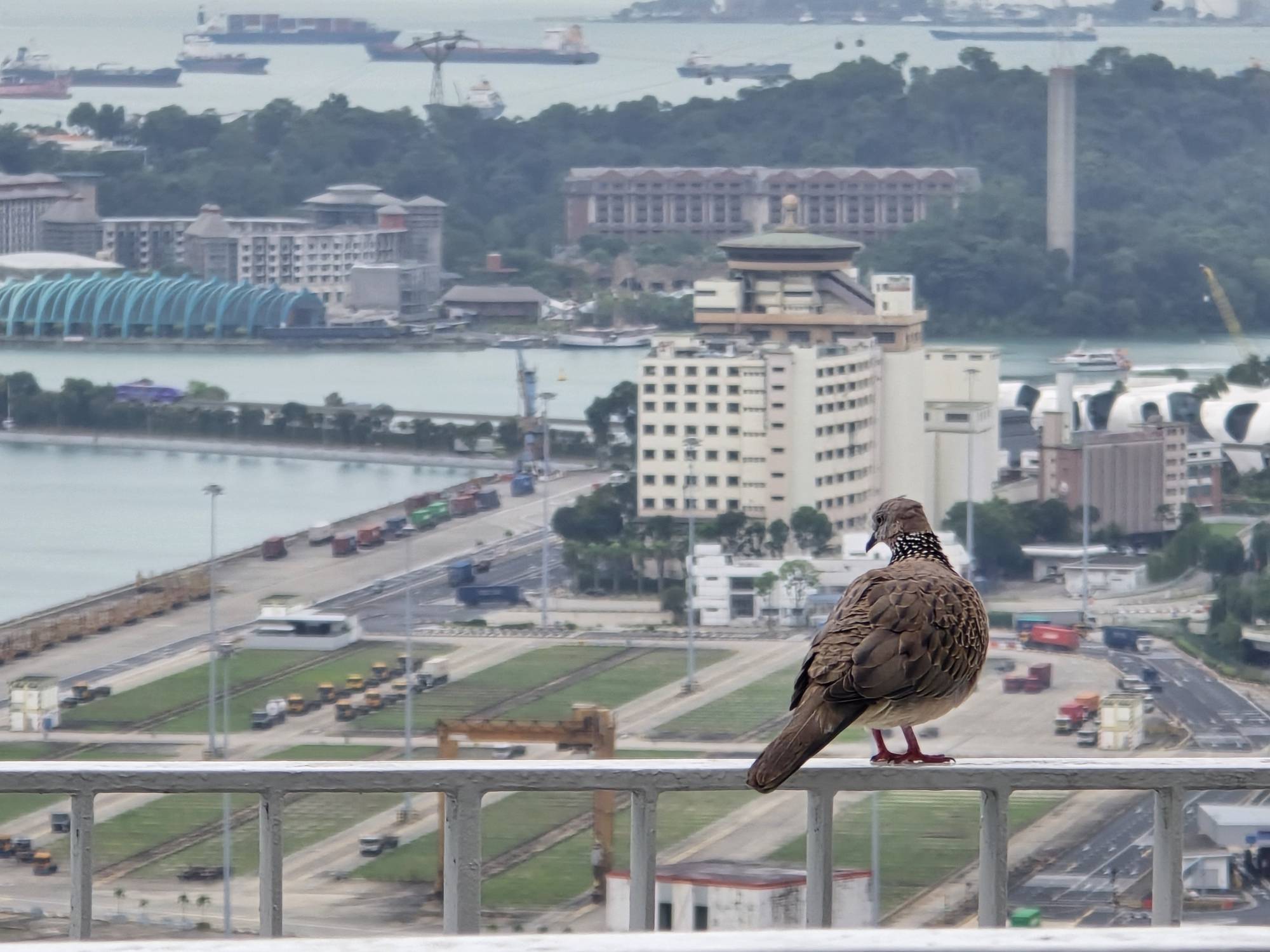 Spotted dove