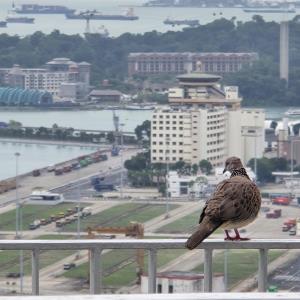 Spotted dove