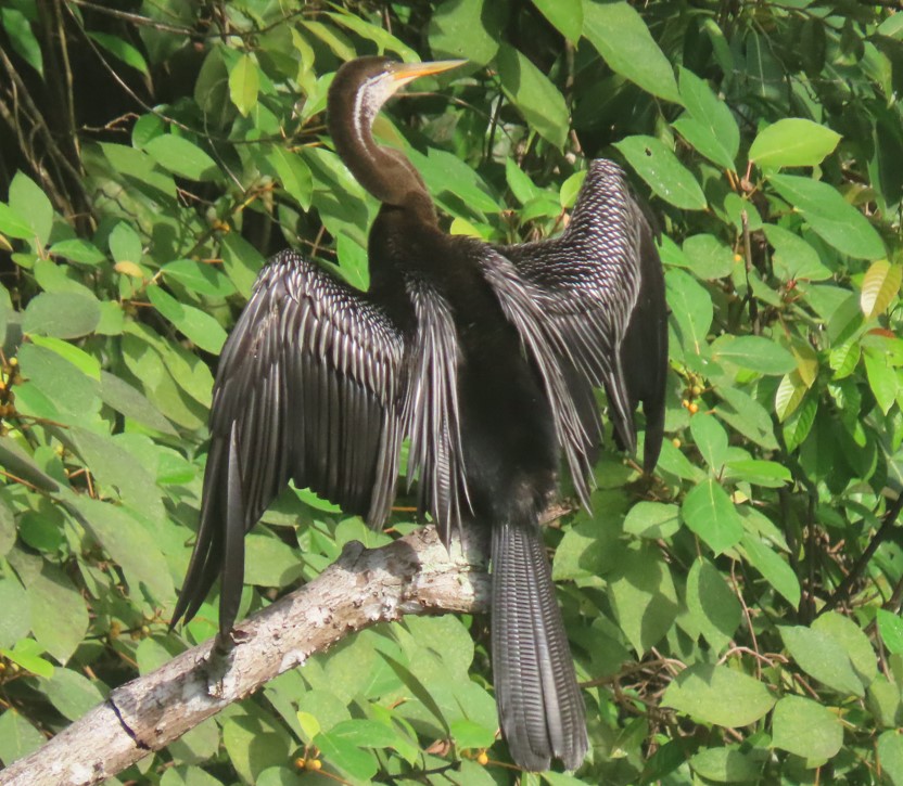 Oriental darter 