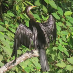 Oriental darter 