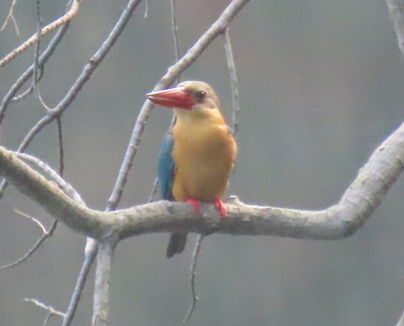 Stork-billed kingfisher