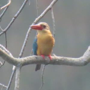 Stork-billed kingfisher