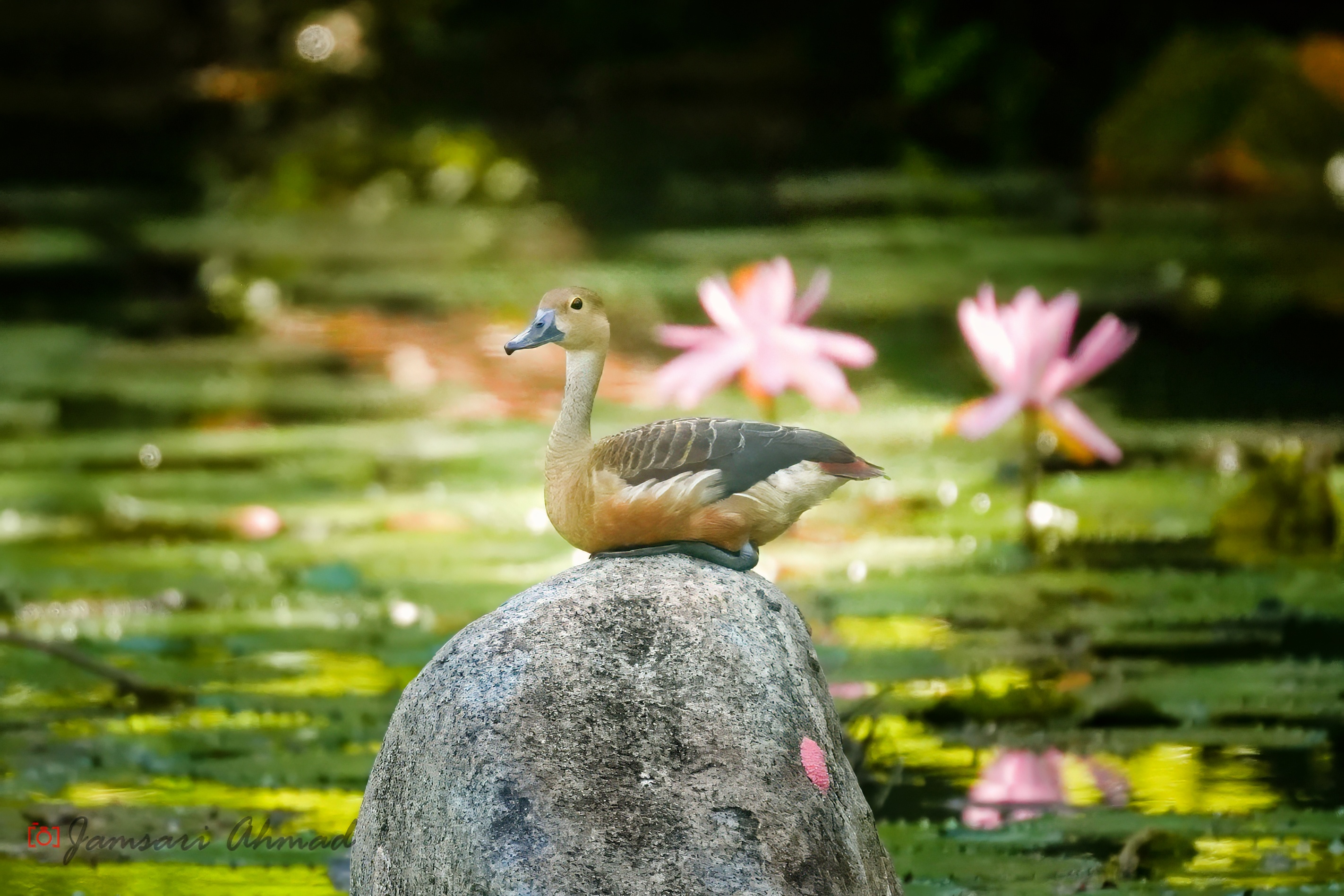 Lesser whistling duck