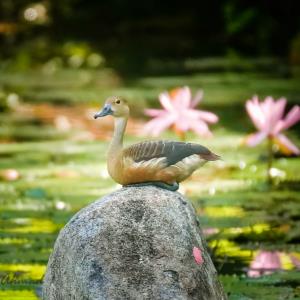 Lesser whistling duck