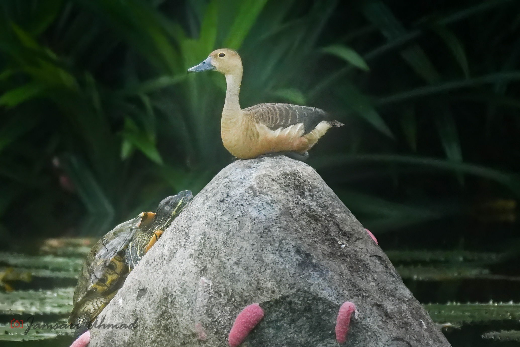 Lesser whistling duck