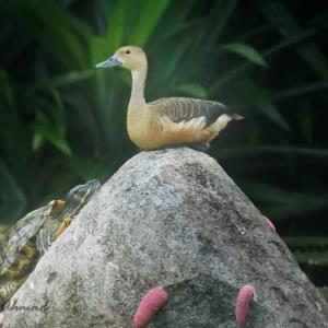 Lesser whistling duck