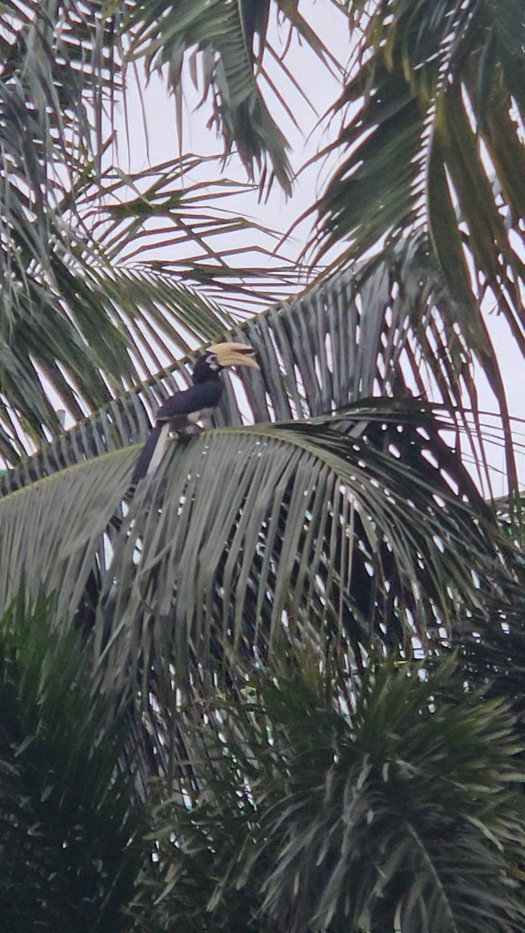 Oriental pied hornbill