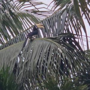 Oriental pied hornbill